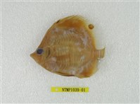 藏品(尖嘴蝴蝶魚)的圖片